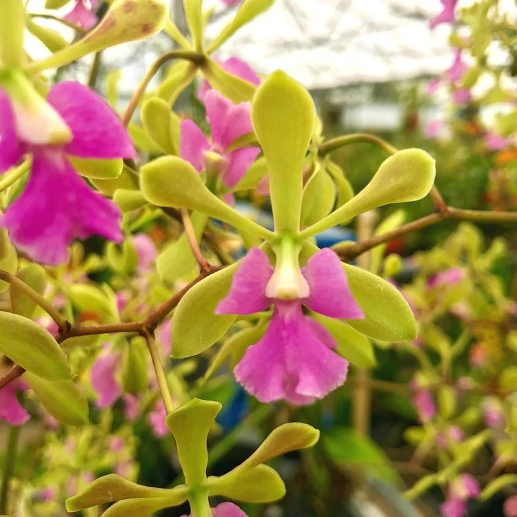 Epy. Serena O'Neill — Palmer Orchids